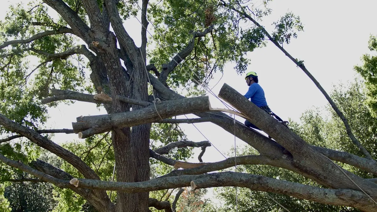 Professional Crown Thinning performed by certified arborists in Blue Springs