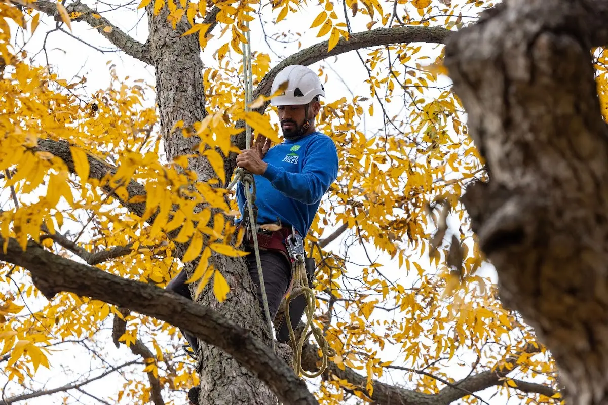 Skilled Tree Pruning crew working in Blue Springs