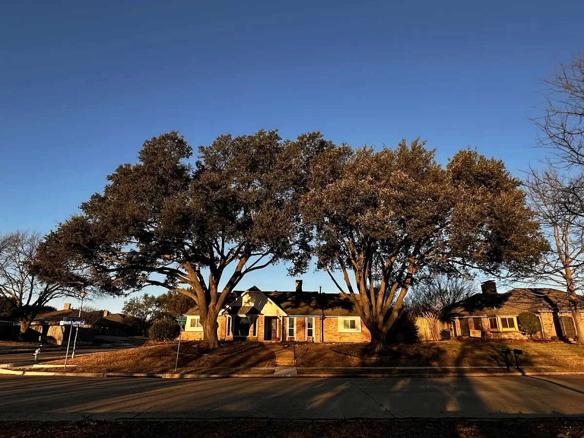 Established residential canopy tree shading a home in Blue Springs